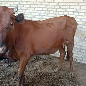 sygyr