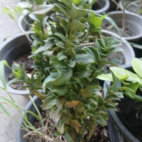 Beresklet
