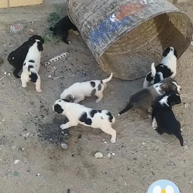 osmeyan paroda gujik