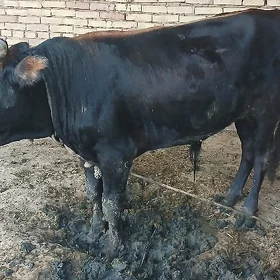öküz