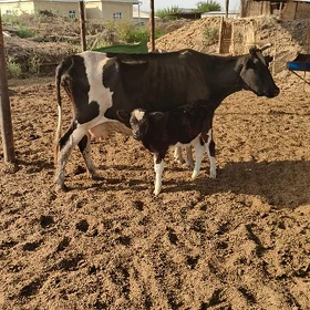 göleli sigyr