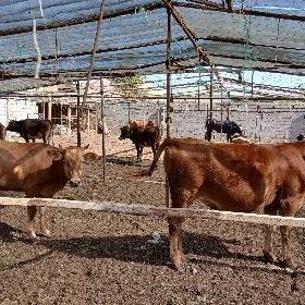 tuweler