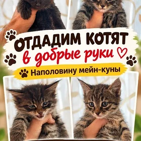 отдадим котят в добрые руки