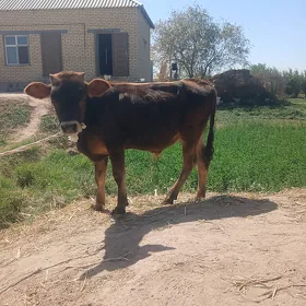 okuzce