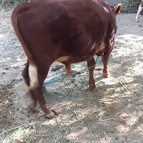 oküz🦬