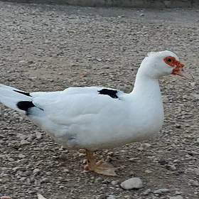 uly induşga ördek