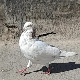 kepderi