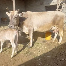 Goleli sygir