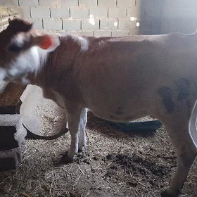 Tuwe (tana )11 aylyk