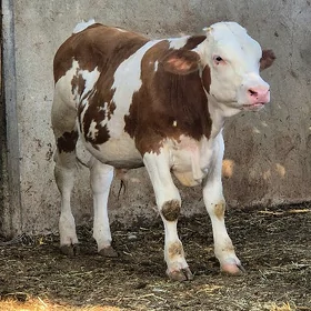 Simmental okuzce