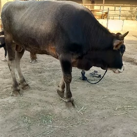 arassa sewes oküz