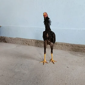 baýsow