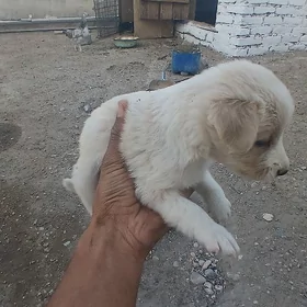 Güjük