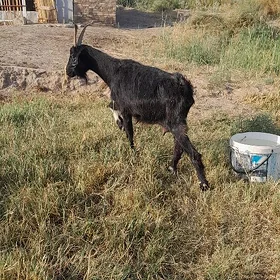 geciler we goýunlar
