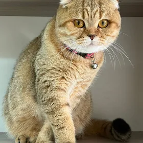 для вязки девочка
