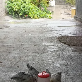 Mellek 12sotok Sarahs