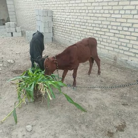 Okuzce