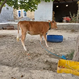 TŰWE