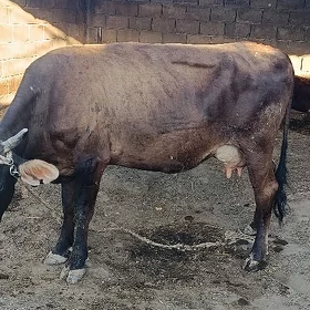 suyli sygyr 2 sany