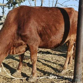 Gysyr Sygyr