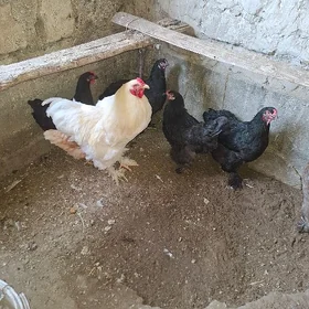 Towuk brama