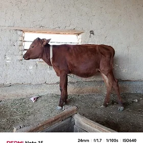 gulajyn göle