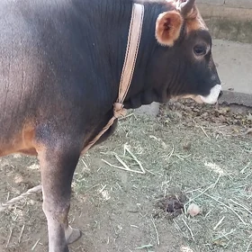 oküz🦬