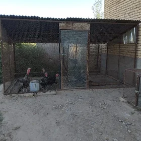 tawuk juyje ketek