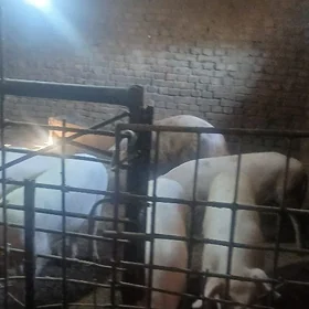doñuz