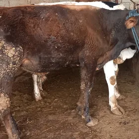 Ökuz