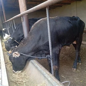 öküz