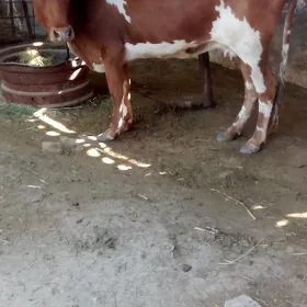 gysyr sygyr
