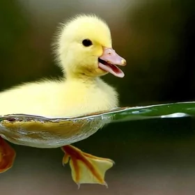 ördek 🦆