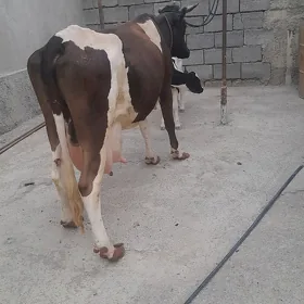 süytli tohum sygyr