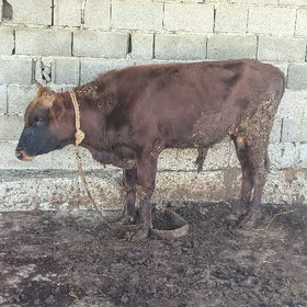 öküz