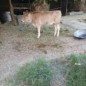 Tüwe