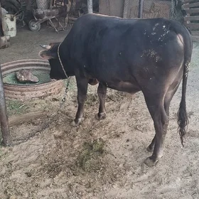 Bakylan Öküz