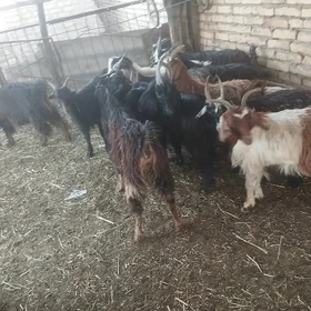 çewişler