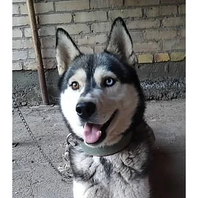 Хаски/Haski