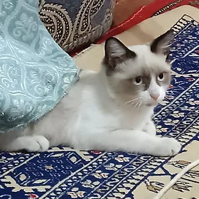 домашние животные, oy hayvany