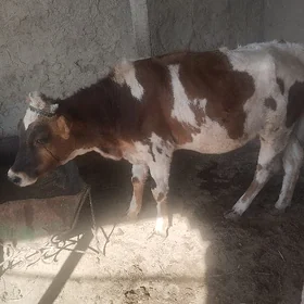 Tüwe göle
