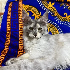 котёнок