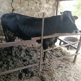 bakylan okuz