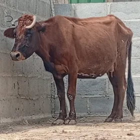 Sygyr