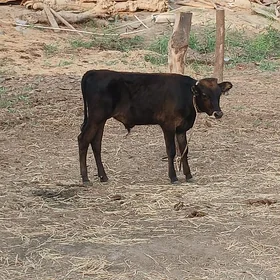Okuzce