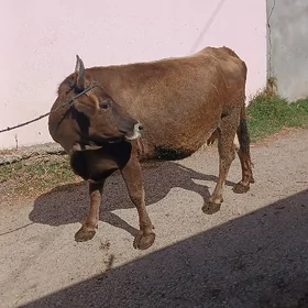 Sygyr