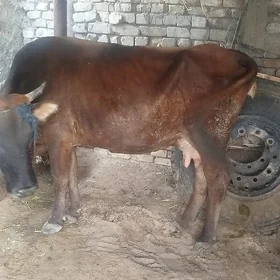 Goleli sygyr