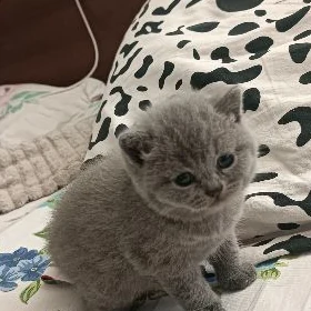 котята