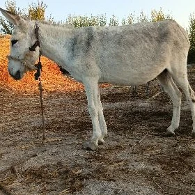 Eşek