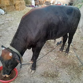 õkuz
